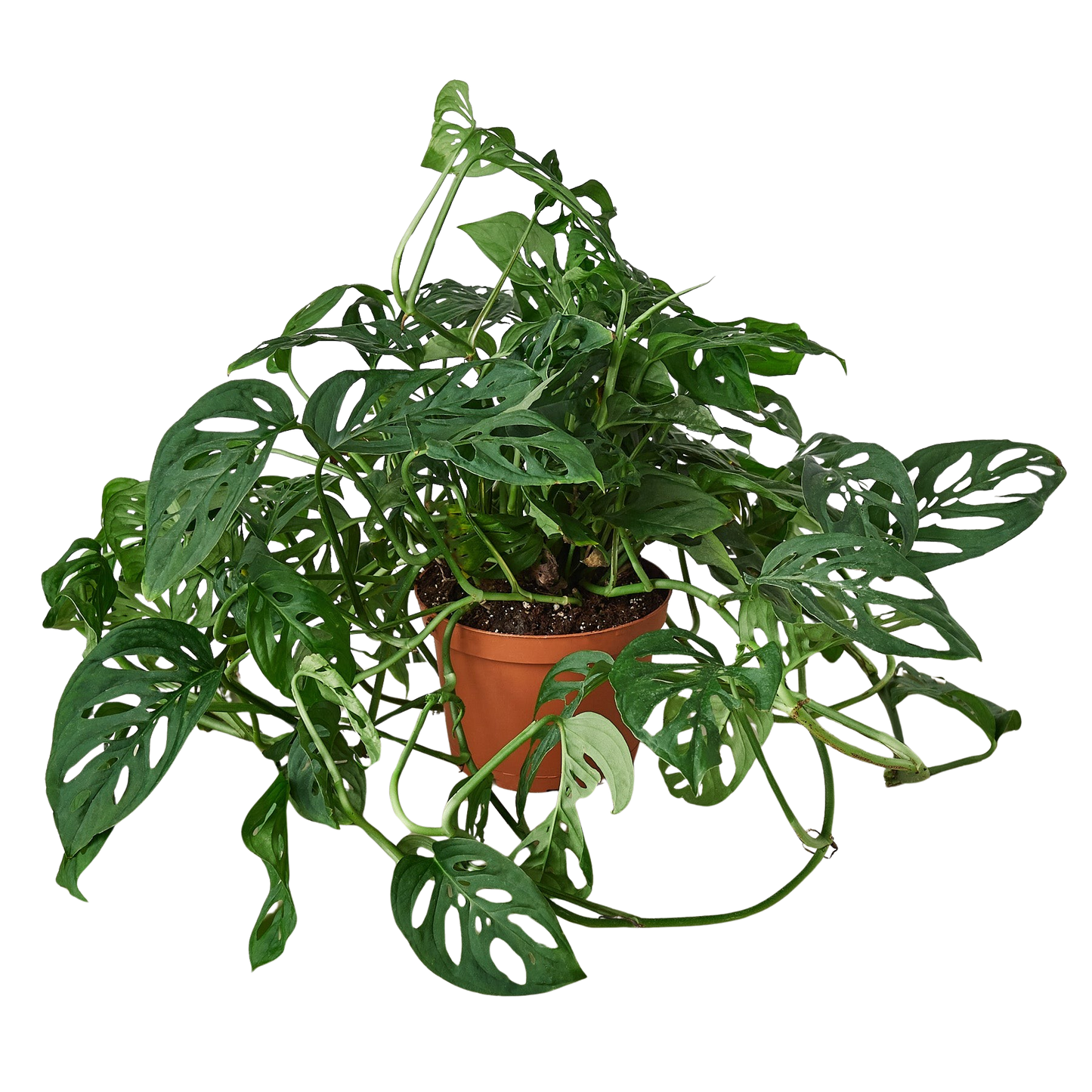 Monstera Adansonii Swiss Cheese indoor plant