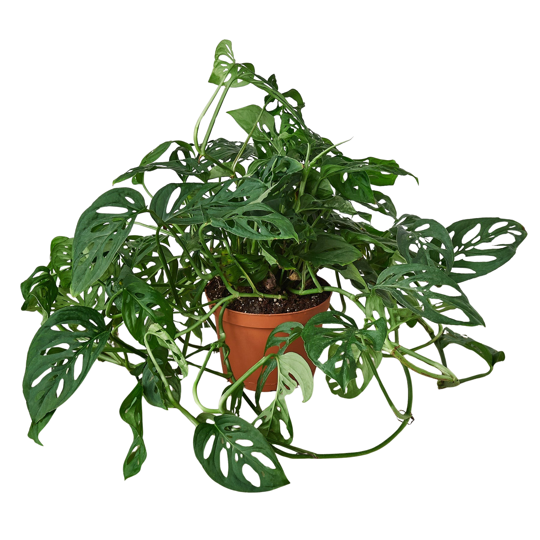 Monstera Adansonii Swiss Cheese indoor plant