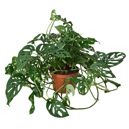 Potted green plant with heart-shaped leaves on a white background