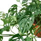 Monstera Adansonii Swiss Cheese indoor plant
