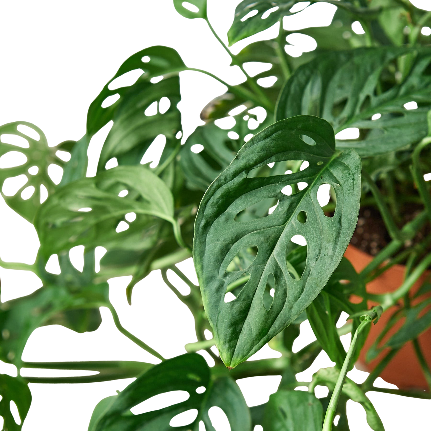 Monstera Adansonii Swiss Cheese indoor plant