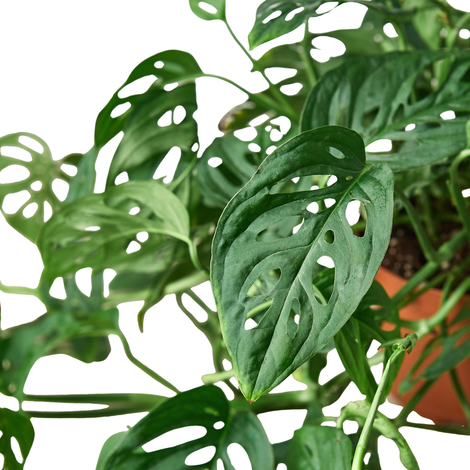 Monstera Adansonii Swiss Cheese indoor plant