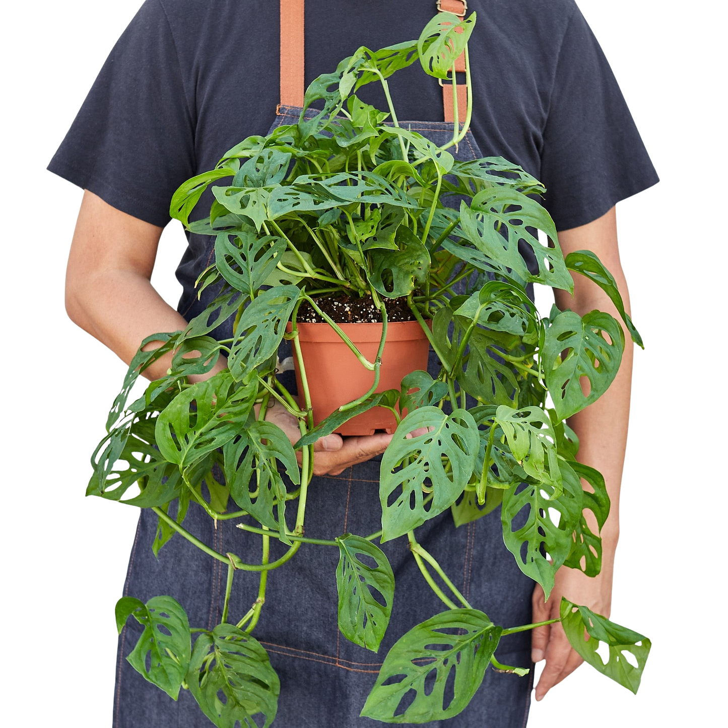Monstera Adansonii Swiss Cheese indoor plant