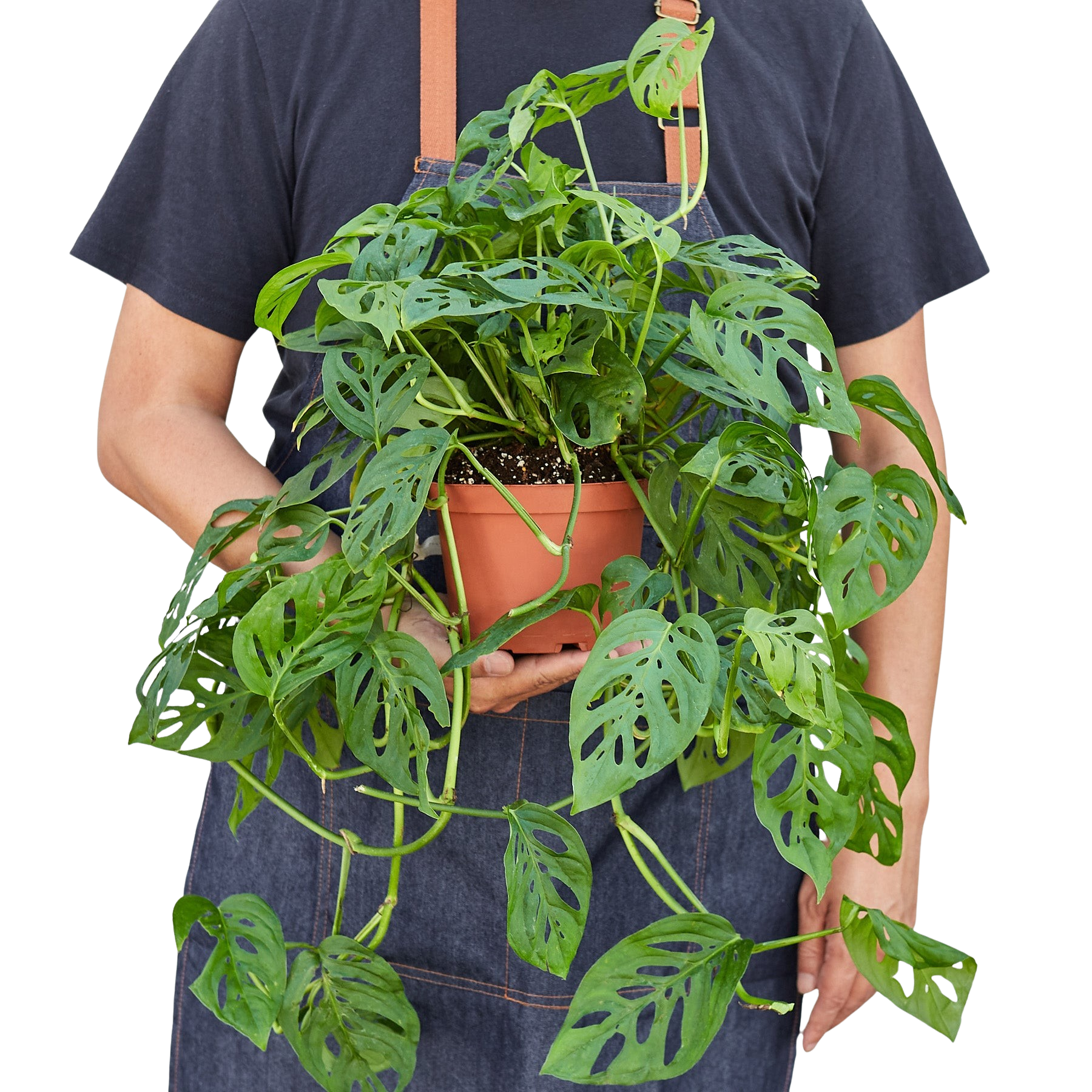 Monstera Adansonii Swiss Cheese indoor plant