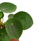 Pilea Peperomioides Chinese Money indoor plant