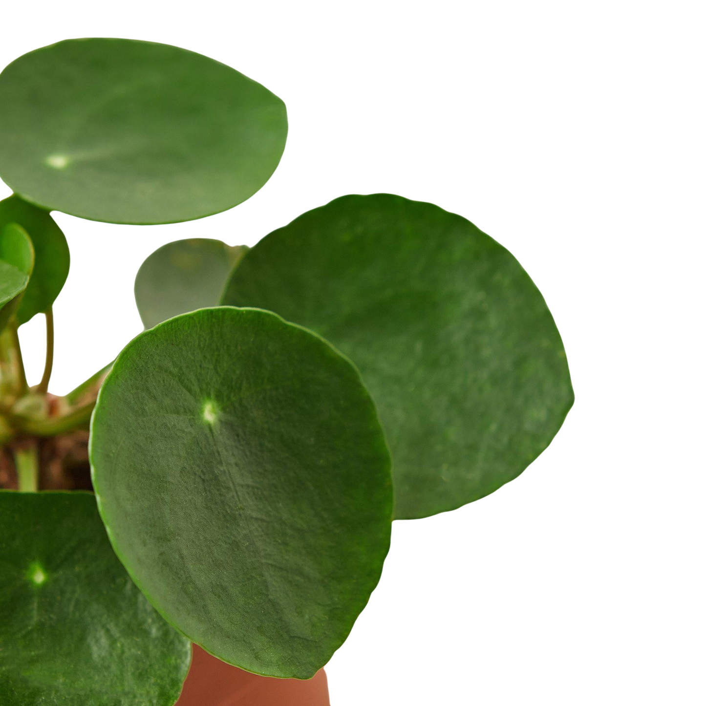 Pilea Peperomioides Chinese Money indoor plant