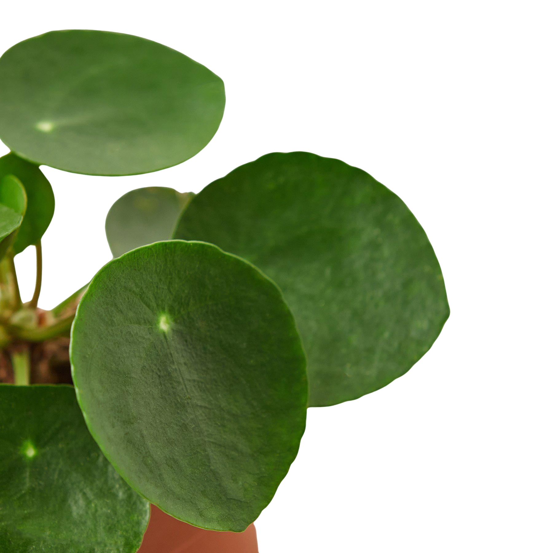 Pilea Peperomioides Chinese Money indoor plant