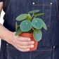 Pilea Peperomioides Chinese Money indoor plant