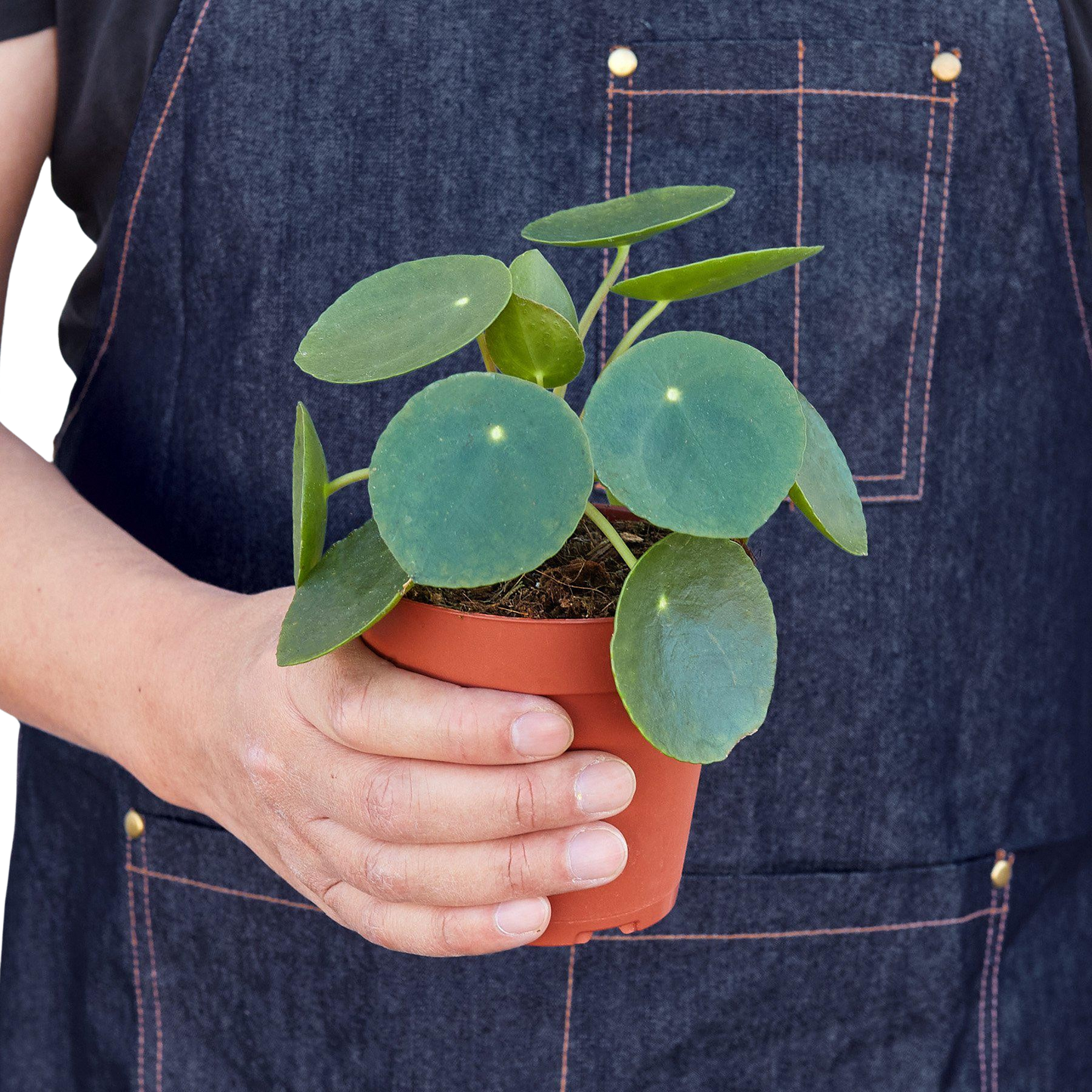 Pilea Peperomioides Chinese Money indoor plant