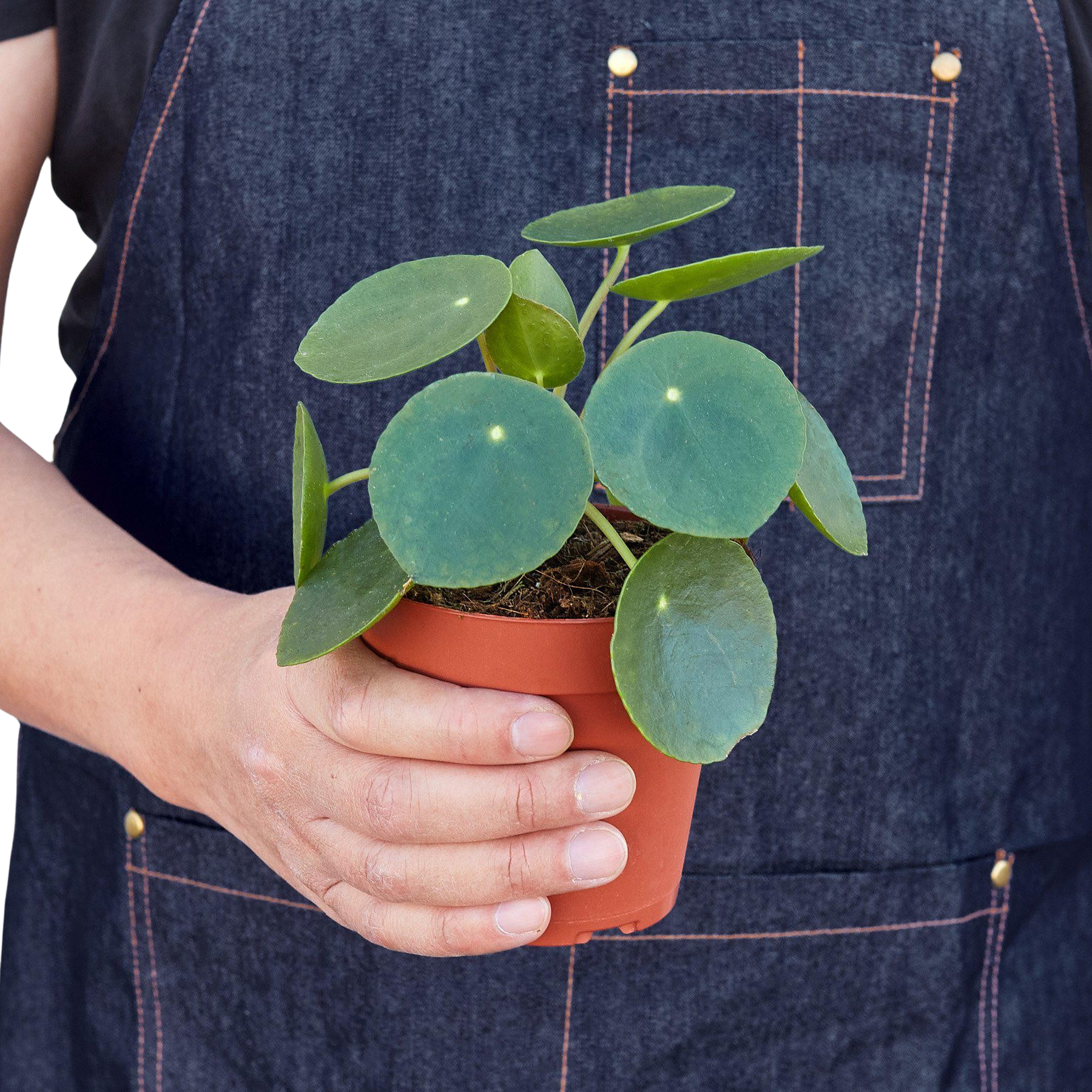 Pilea Peperomioides Chinese Money indoor plant