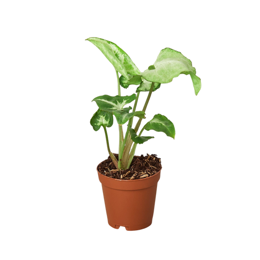 Syngonium 'White Butterfly'