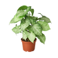 Syngonium 'White Butterfly'
