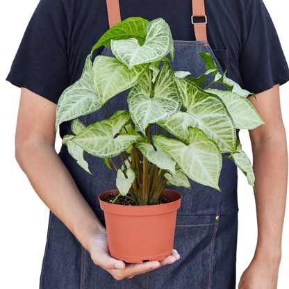 Syngonium 'White Butterfly'