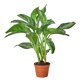 Chinese Evergreen 'Silver Bay'
