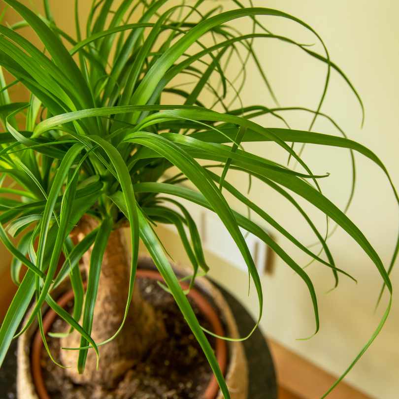 Palm Ponytail