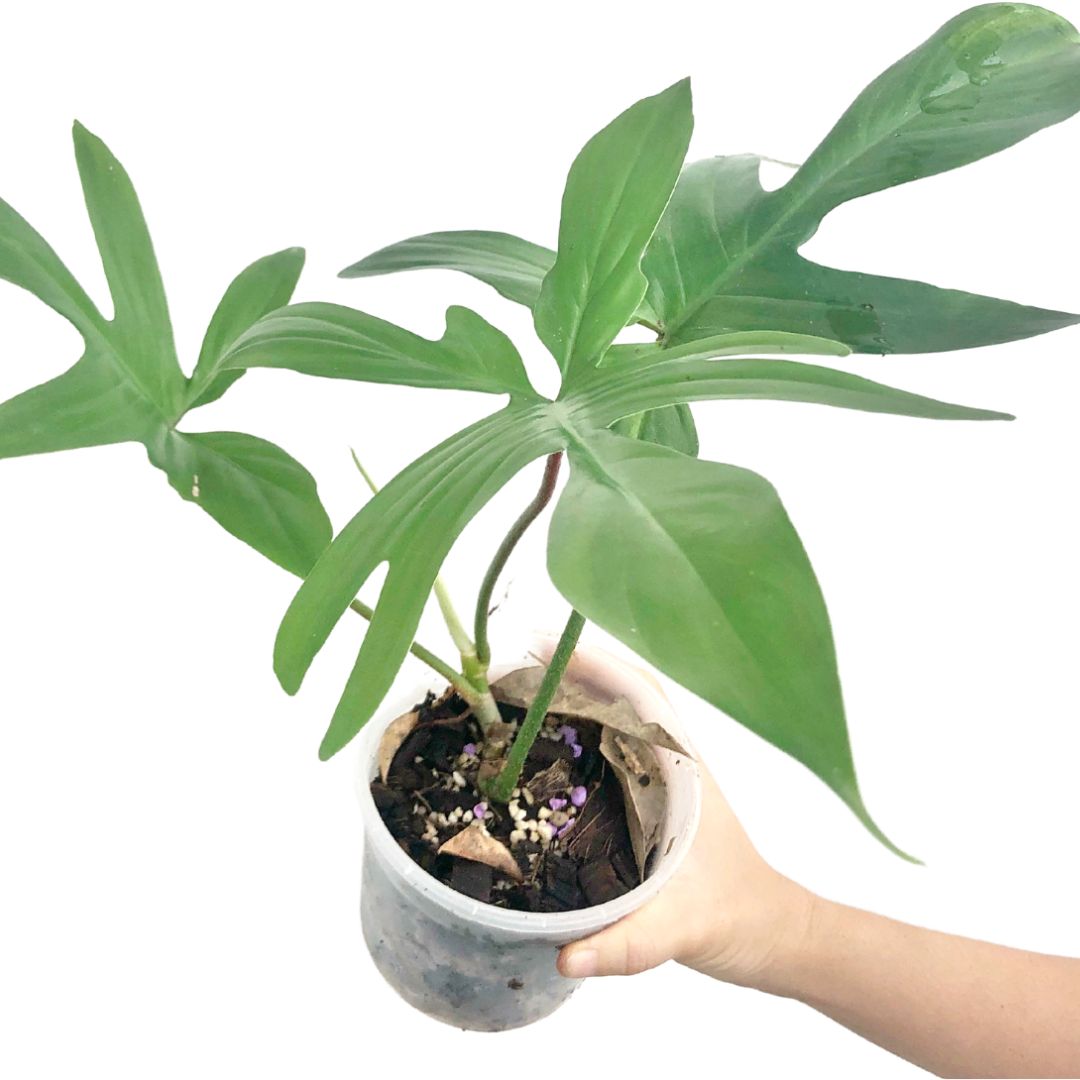 Philodendron 'Florida Green'