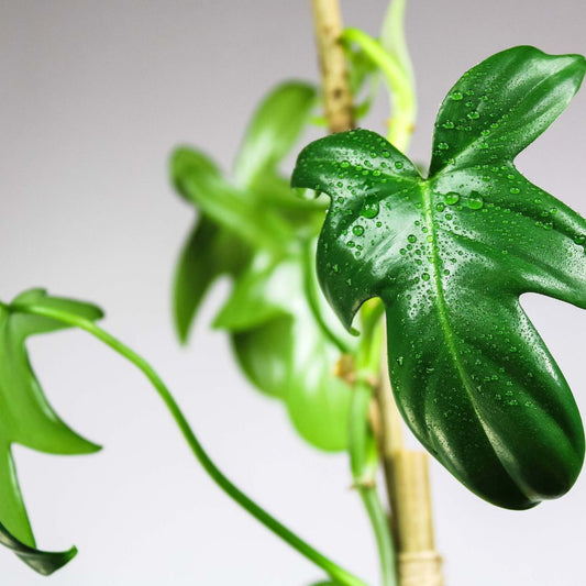 Philodendron 'Florida Green'