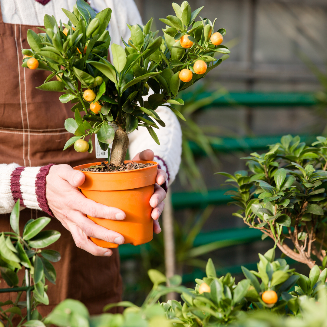 Houseplant Subscription Box