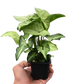 Syngonium 'White Butterfly'