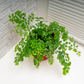 Maidenhair Fern