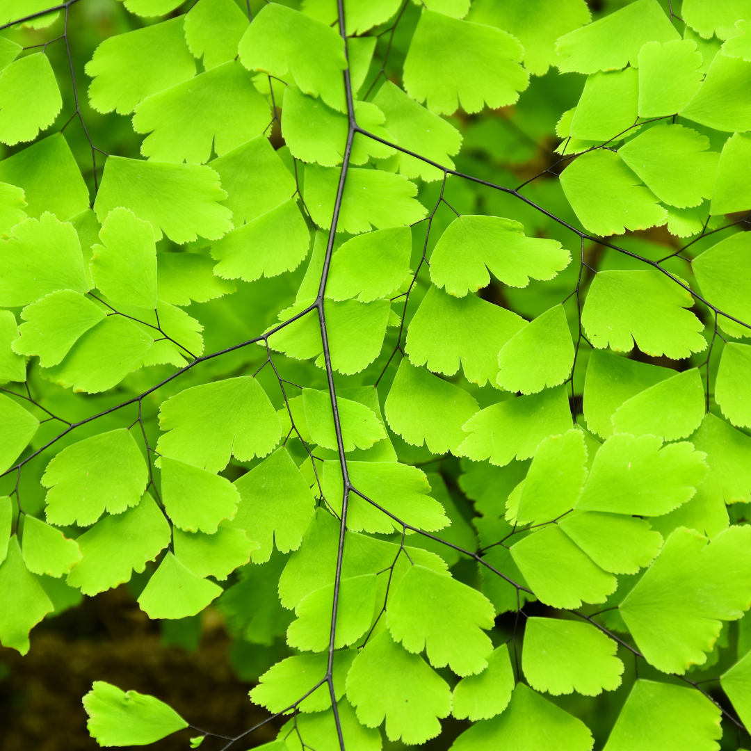 Maidenhair Fern