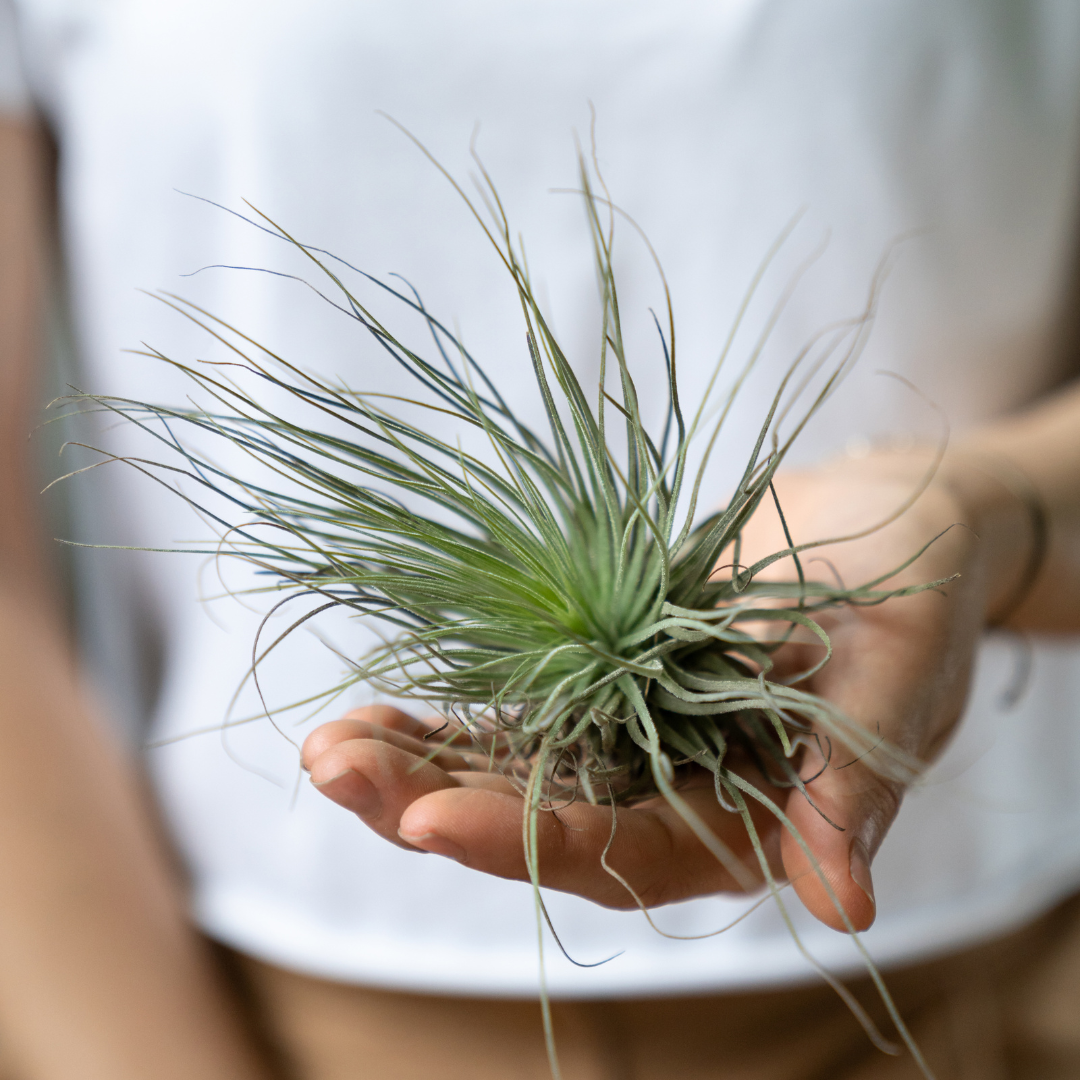 Variety of tillandsias in a monthly air plant subscription package.