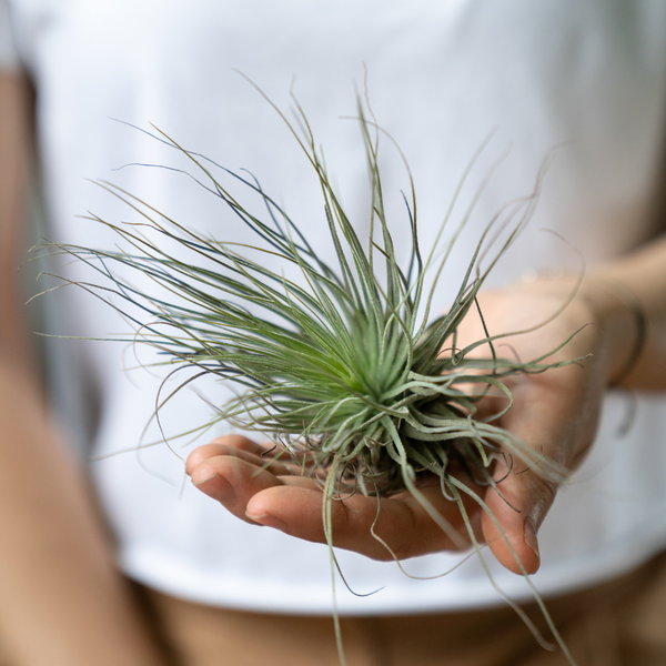 Shop Air Plants | Live Tillandsia Plants Delivered