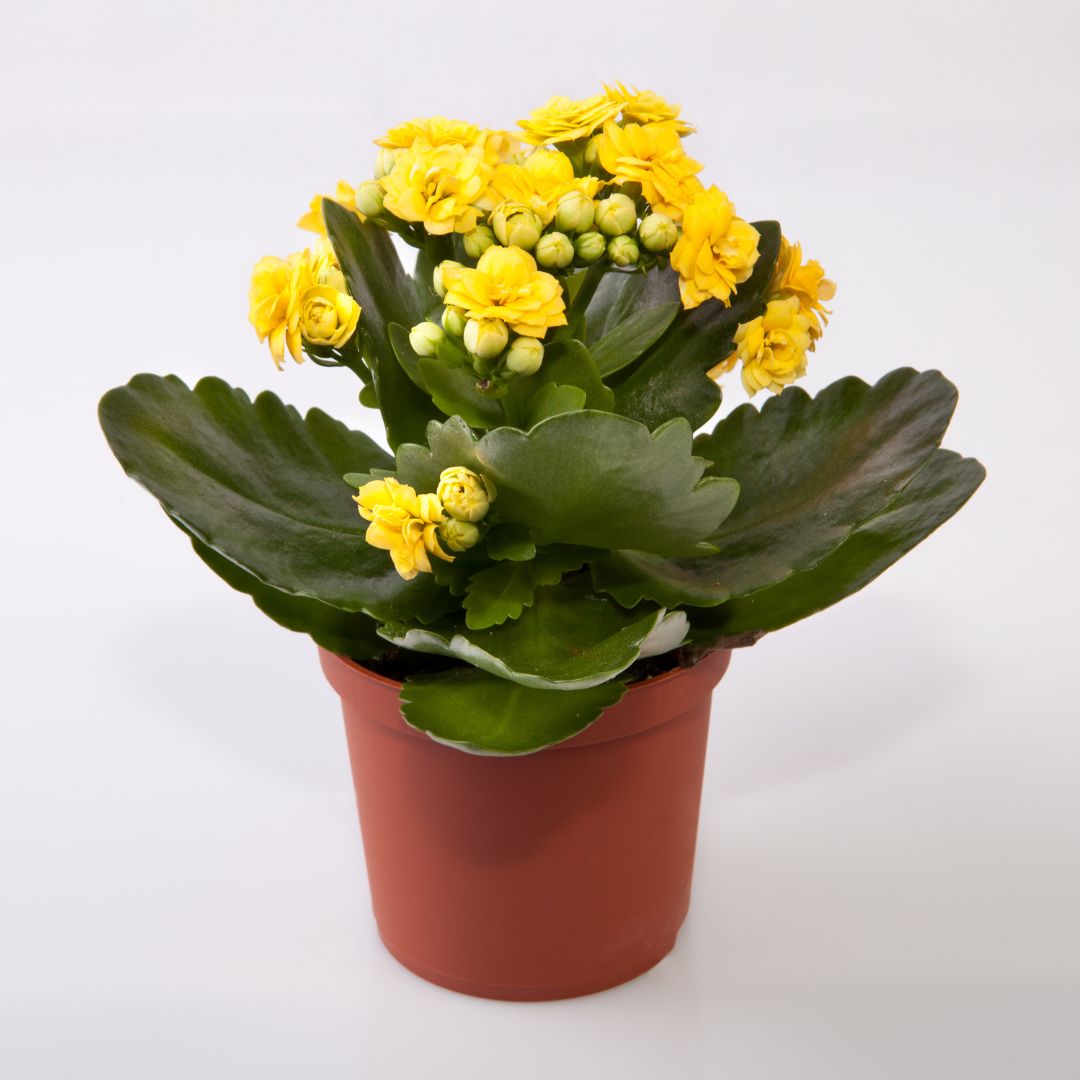 Kalanchoe 'Yellow'