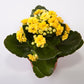 Kalanchoe 'Yellow'