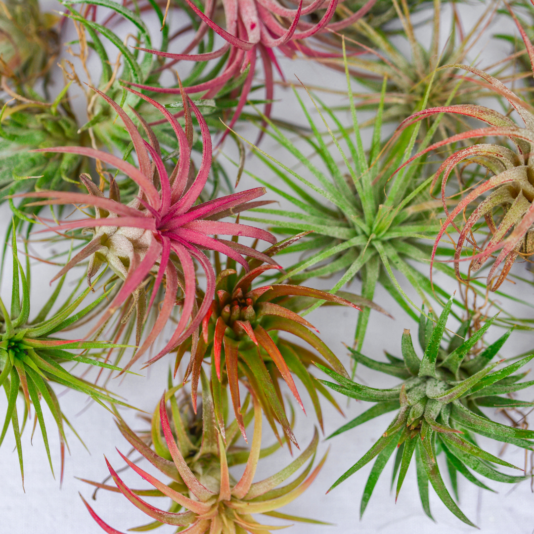 Variety of tillandsias in a monthly air plant subscription package.