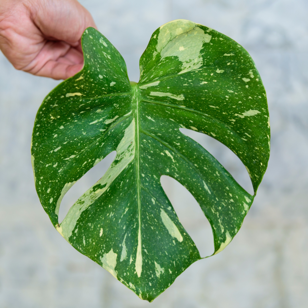 thai constellation monstera for sale near me Variegated Monstera Thai Constellation