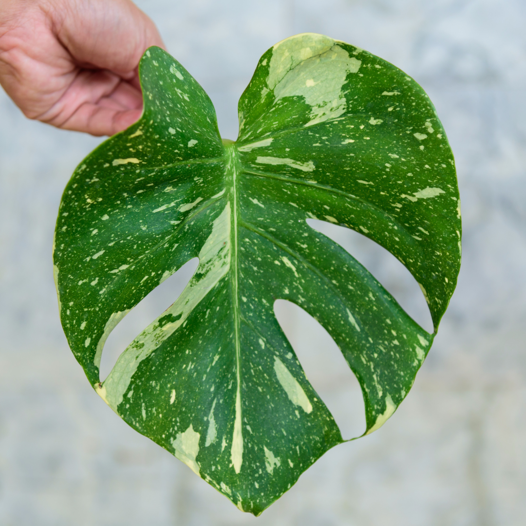 Monstera 'Thai Constellation'