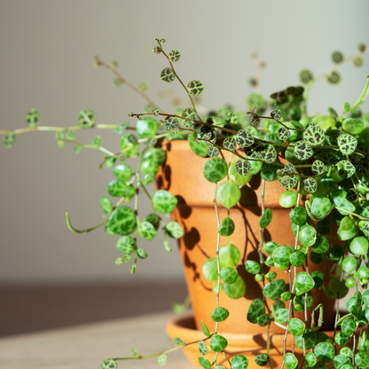string indoor plants Peperomia Prostrata 'String of Turtles' 4" Hanging Basket