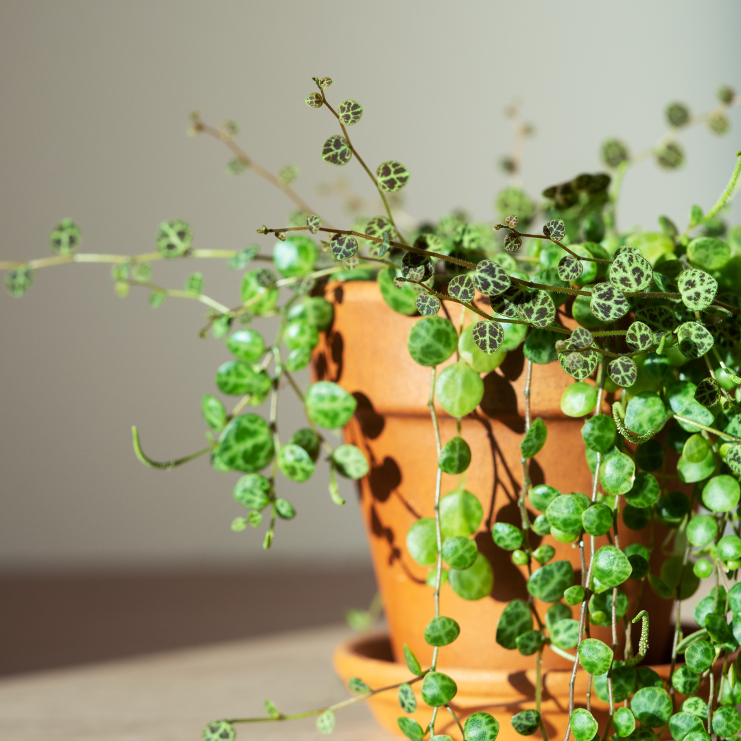 Peperomia Prostrata 'String of Turtles'