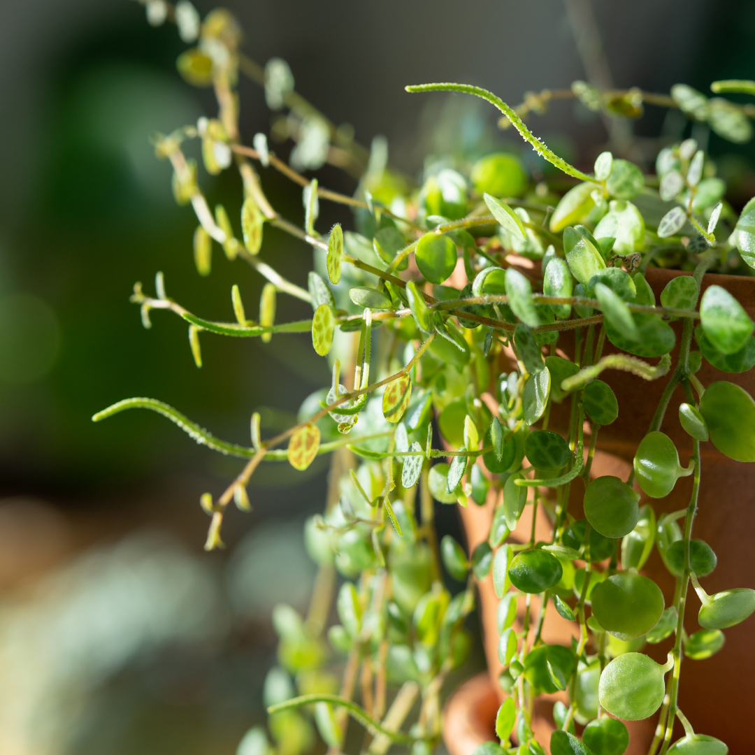 Peperomia Prostrata 'String of Turtles'