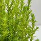 Cypress Lemon
