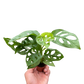 Monstera Adansonii Swiss Cheese indoor plant