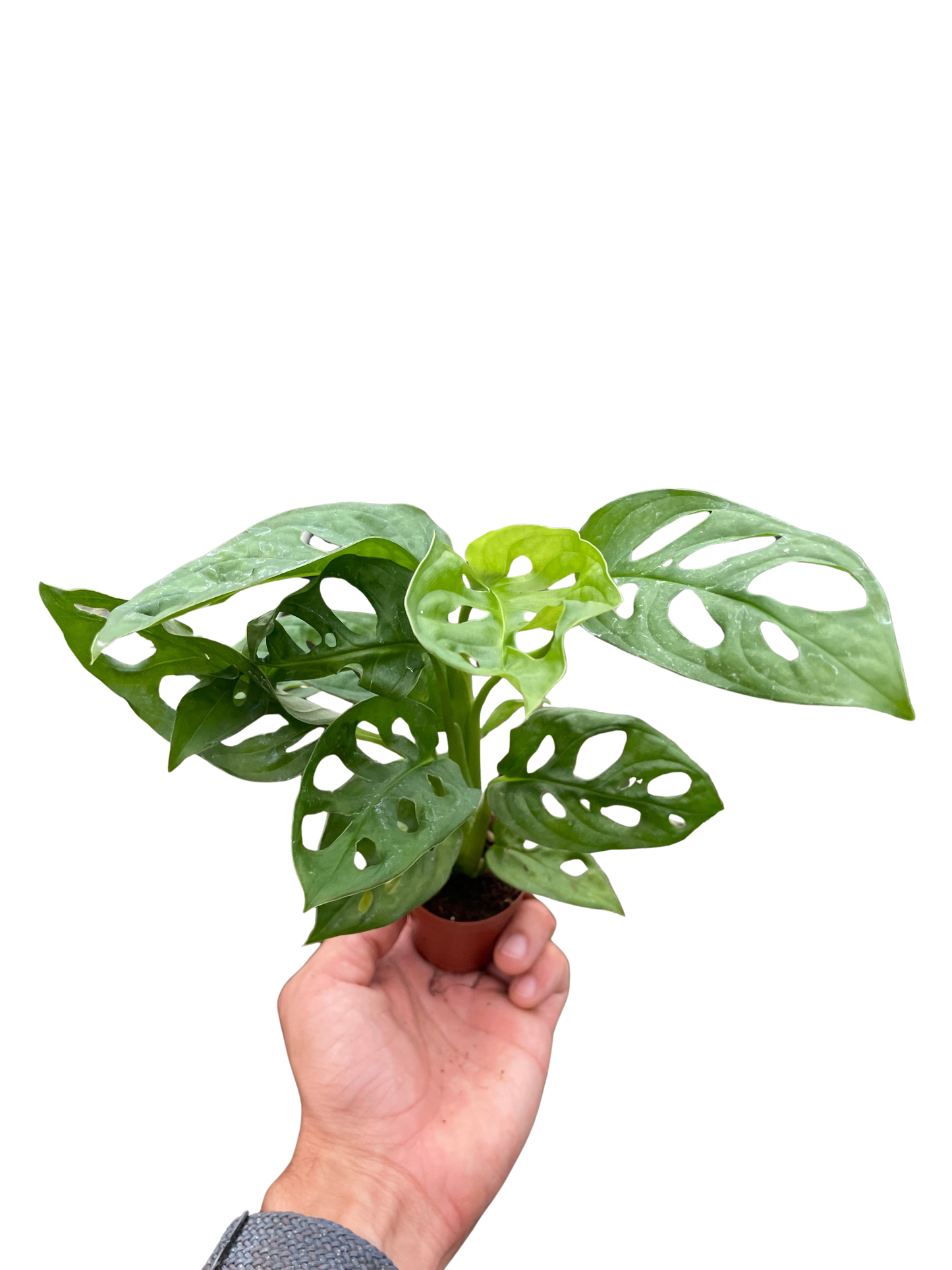 Monstera Adansonii Swiss Cheese indoor plant