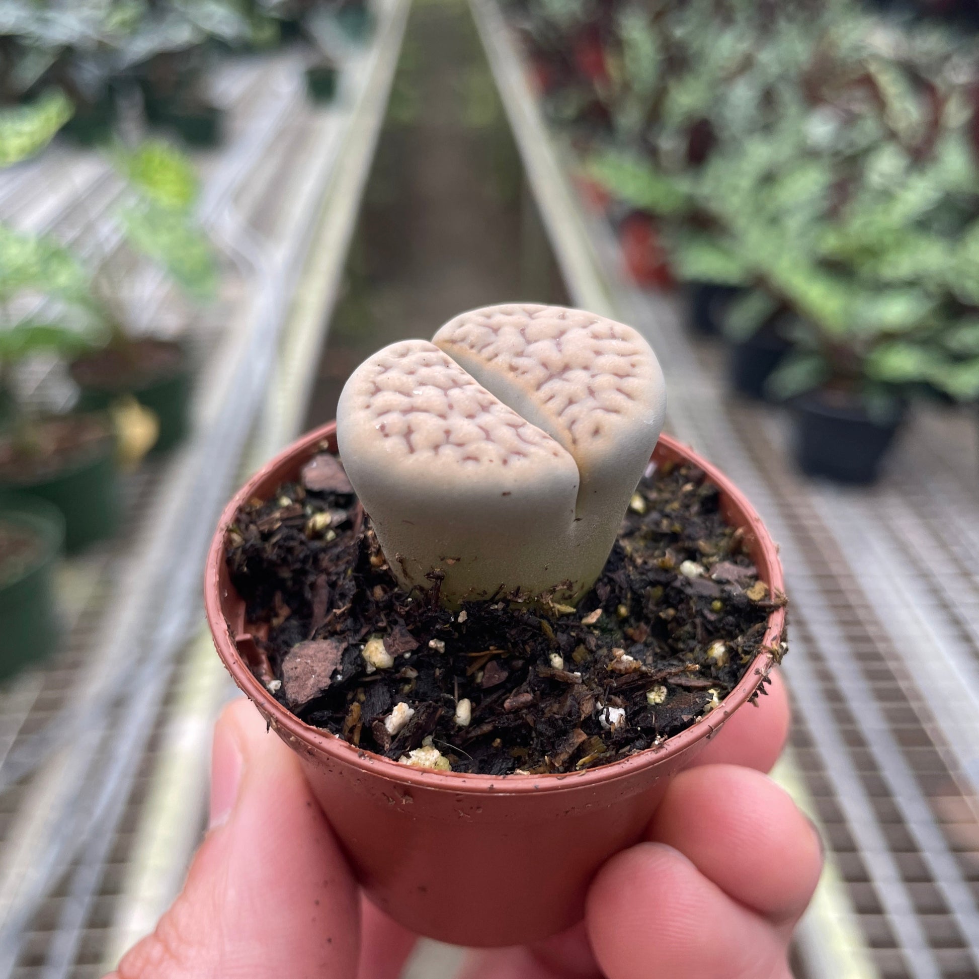 stone indoor planter Lithop Living Stone