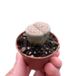 Lithop Living Stone Media 2 of 3