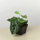 Velvet Forest indoor plant