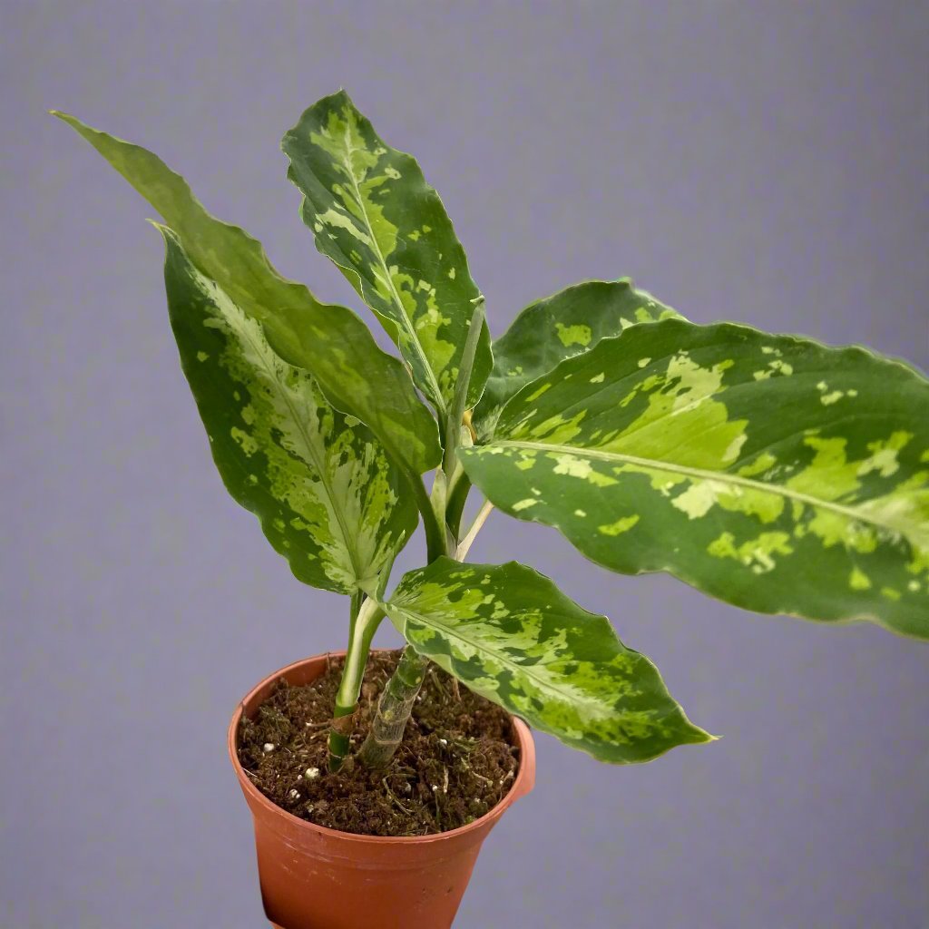 Chinese Evergreen Pictum Tricolor