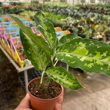 Chinese Evergreen Pictum Tricolor