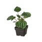 Peperomia 'Ripple'