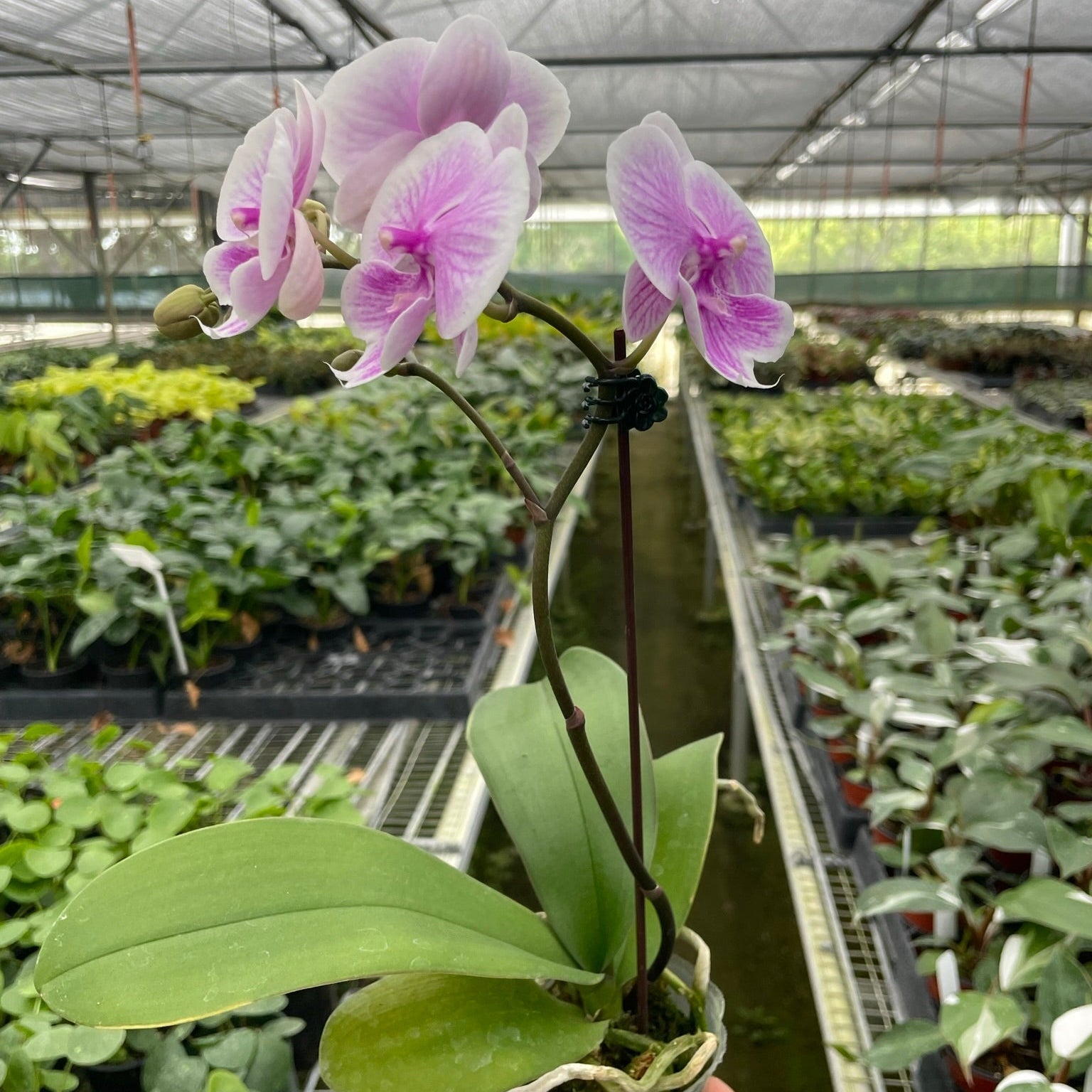 Hand holding a potted orchid with a greenhouse in the background