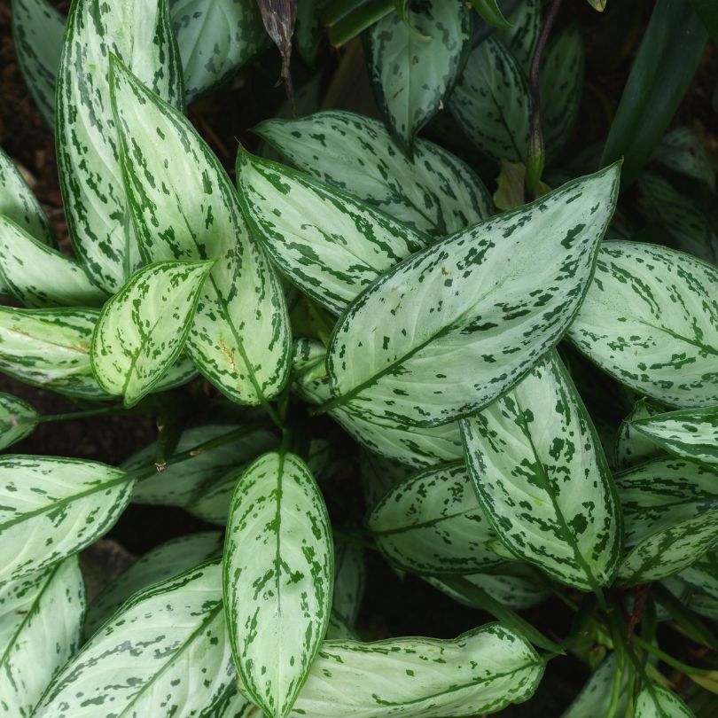 Chinese Evergreen 'Silver Bay'