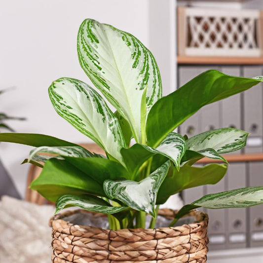 Chinese Evergreen 'Silver Bay'