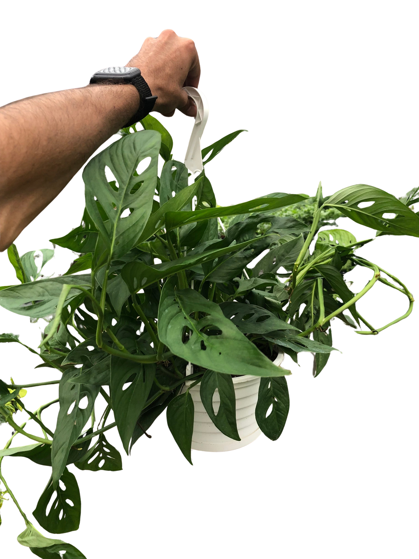 Monstera Adansonii Swiss Cheese indoor plant