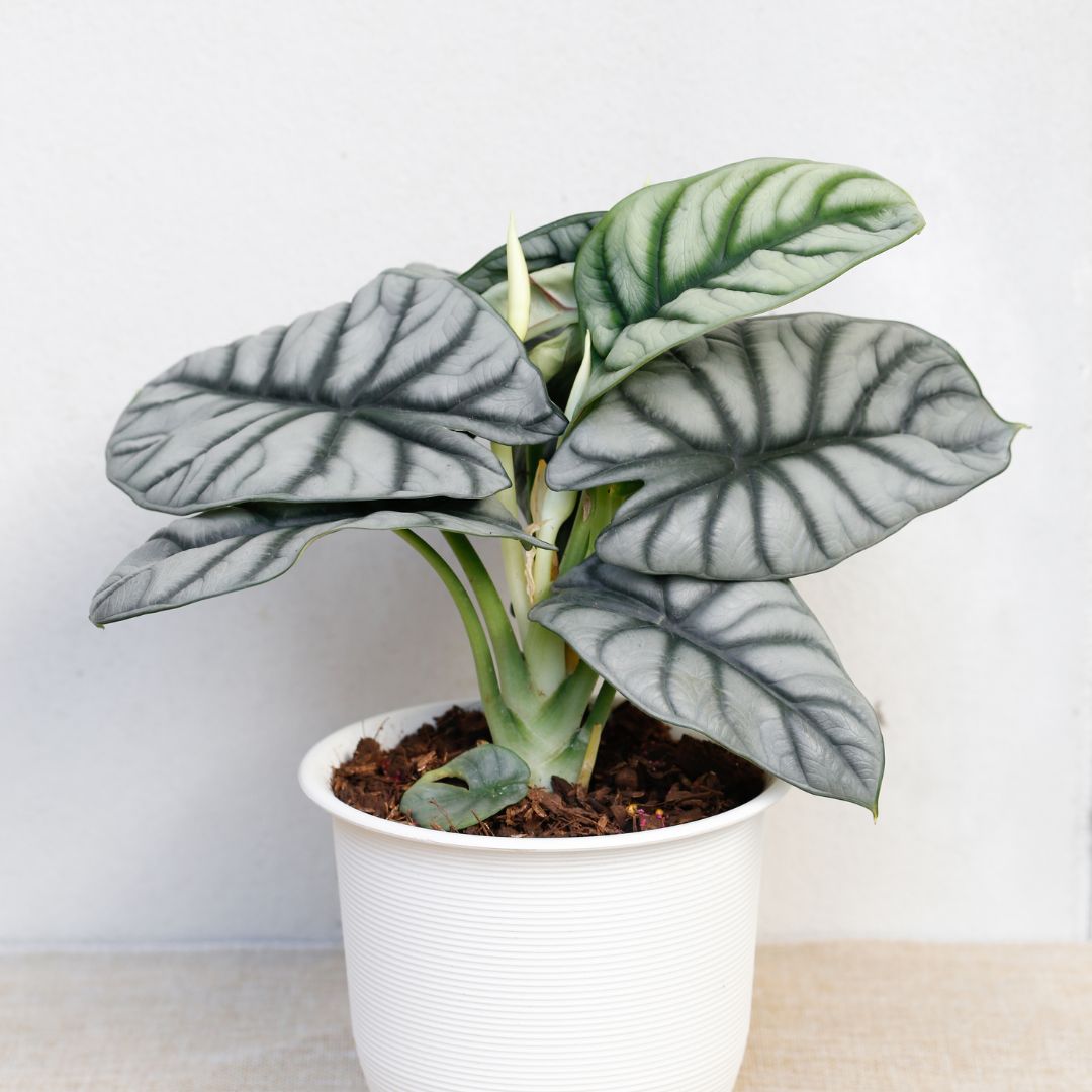 Alocasia 'Silver Dragon'