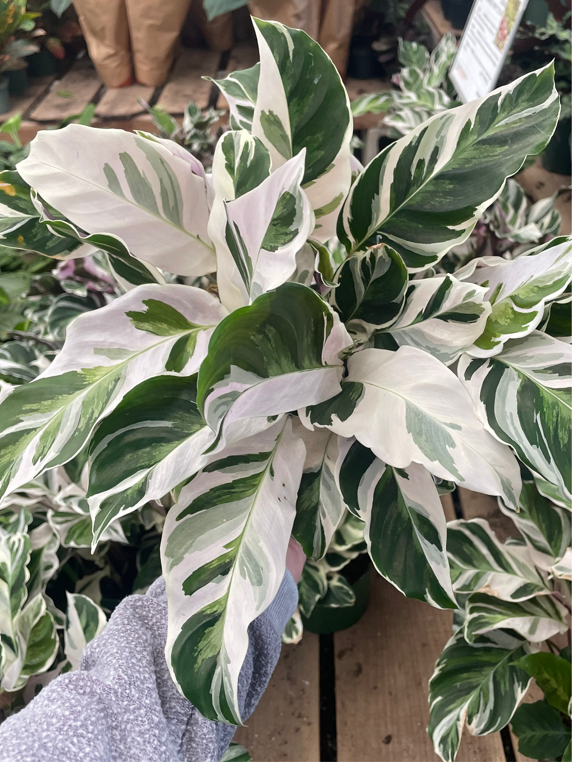 prayer plant white leaves Calathea 'White Fusion'